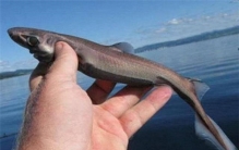 世界上最小的鲨鱼品种 硬背侏儒鲨（体长仅30厘米）