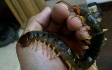 世界上最大的蜈蚣，加拉帕格斯巨人蜈蚣(0.6米能捕鸟抓蛇)