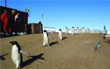 世界上最干旱的大洲是哪个洲 南极洲（干旱难耐）