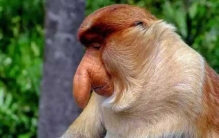 世界上十大最吓人的动物 第六已存在约2000万年(附图片)