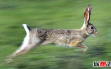世界上最快的兔子，欧洲野兔极速能达到每秒20米