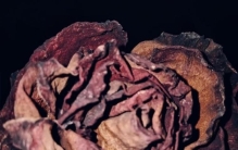 魔鬼杀人自传3酒鬼蔷薇圣斗杀人使我G潮