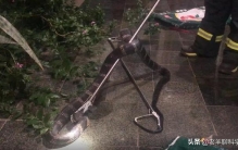 攀枝花18斤眼镜王蛇「四川3米18斤眼镜王蛇闯民宅为国家二级保护动物究竟能不能打」