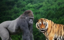 东北虎和大猩猩谁更厉害,大猩猩一拳把防弹玻璃打碎