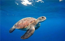 世界最长寿的动物之海龟 海龟最长能活多少年