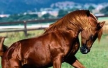 揭秘汗血宝马之谜，血汗是因视觉误差或被寄生虫叮咬