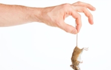 物理灭老鼠最好的方法,灭鼠技巧