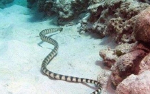 世界上最恐怖的虫类，蚊子（每年有83万人被叮死）