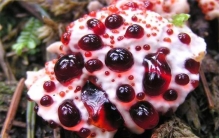 隐翅虫的毒性有多大(隐翅虫的毒性比眼镜蛇还大)