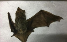 关于蝙蝠的问题你还能提出几个?(关于蝙蝠的问题)