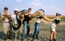 世界上最大的蛇类，亚马逊森蚺(体长10米捕食鳄鱼)