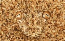 东南亚最神秘莫测的毒蛇十分致命