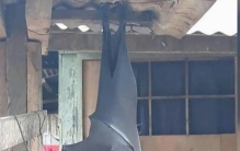 一种个头跟人一样大的巨型蝙蝠你见过吗是什么,目前史上最大的蝙蝠长什么样