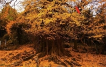 银杏树遍布街巷，但却列为濒危物种，基因测序能否找到解决之道？