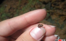 世界十大家族：第八仅靠5英镑发家,第一有200年历史