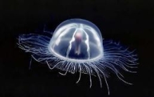 世界上最恐怖的水母，澳大利亚箱形水母/一只箱水母可毒死60人 ...
