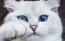 世界上最美的猫咪，短毛猫眼睛迷人（波斯猫全身雪白）