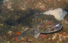 世界上最奇怪的动物 红嘴蝙蝠鱼有着红嘴唇很是性感