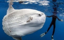 翻车鱼每次产卵多少