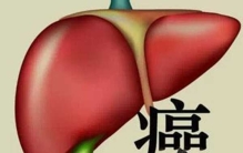 世界十大最忠实的动物 短吻鳄上榜,考拉排名第四