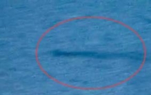 湖光岩水怪之谜真相:庞大黑影，体长3米(同时看到30条)