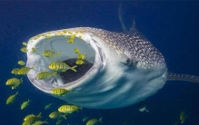 体重最重的偶蹄目动物：河马，接近亚洲象体重(可达4吨)