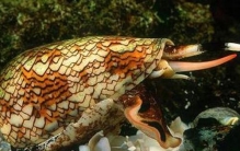 海洋中的肉食动物鸡心螺，外观艳丽毒性可毒死一个成年人