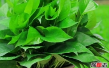 世界上生长最快的植物 第五仅4个月便和地球大小一样(四个)