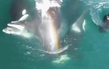 大白鲨捕食蓝鲸,蓝鲸比赛虎鲸谁胜利了