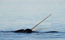 世界上最长寿的大熊猫, 活了38周岁(相当于人类的一百多岁）