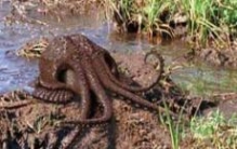 沼泽章鱼吃人图片，一亿年后幻想出来的新物种