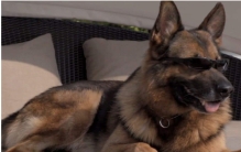 世界最富有的狗狗叫什么 冈瑟四世（拥有3.73亿美元资产）