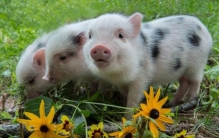 宠物猪 烤乳猪,烤乳猪是用的什么猪