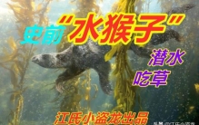 水里真的有水猴子吗,水猴子是真正的存在吗