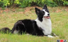 世界十大最聪明的狗排名，边境牧羊犬智商相当8岁小孩