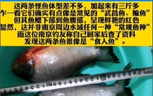 鱼肚子是红色的,野河钓上来的鱼身上有红块