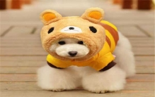 世上最小的狗1毫米？世界上真的有这么小的狗吗