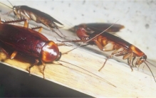 女子喝一周的中药 主要成分是蟑螂（蟑螂制药）