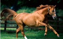 世界上最贵的马品种大盘点:第一最高卖出4亿元一匹