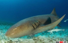 世界上最温顺的鲨鱼，护士鲨(性情温顺不主动攻击人类)