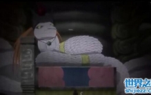 火影忍者龙地洞白蛇仙人，是知晓忍界一切秘密的人