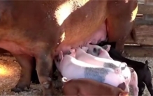 猪也可以产奶 为啥没人喝猪奶（喝猪奶）