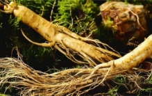 千年人生会跑 究竟是怎么跑（千年人参）