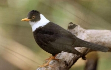 白颈鸫：世界上最像乌鸦的鸟类（数量稀少是1级保护动物）