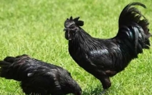 世界上最贵的鸡:拍卖600万元一只(连内脏都是黑的)