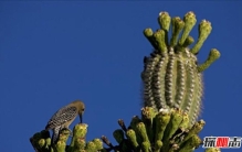 每年接待游客最多的国家,法国年游客8370万居首位