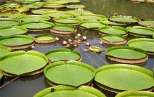 世界上叶子最大的水生植物 王莲（可同时承载几个孩子）