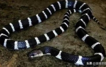 五步蛇与银环蛇哪个更危险一点,银环蛇跟五步蛇哪个毒