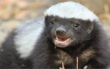 毒液的克星,比平头哥还厉害的毒液