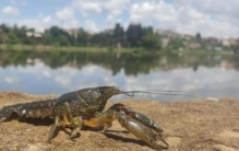 小龙虾外来物种,竟然被国人吃到靠养殖,龙虾能否自行繁殖